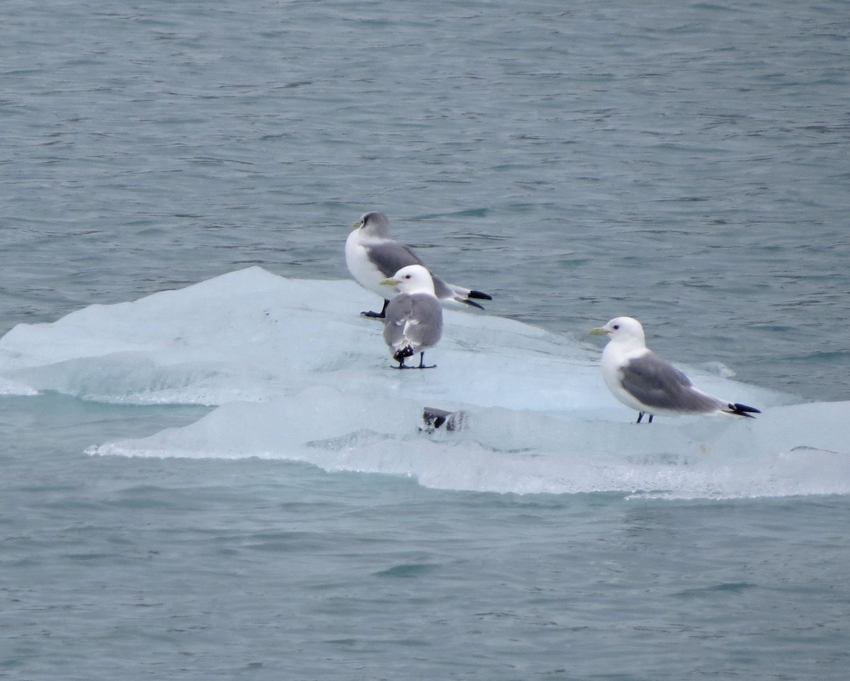 Mouette tridactyle - ML644017335