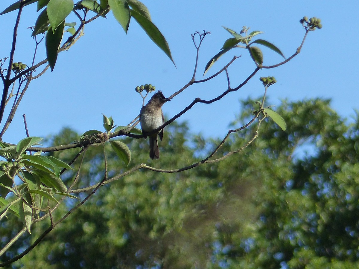 Bulbul des jardins - ML644017339