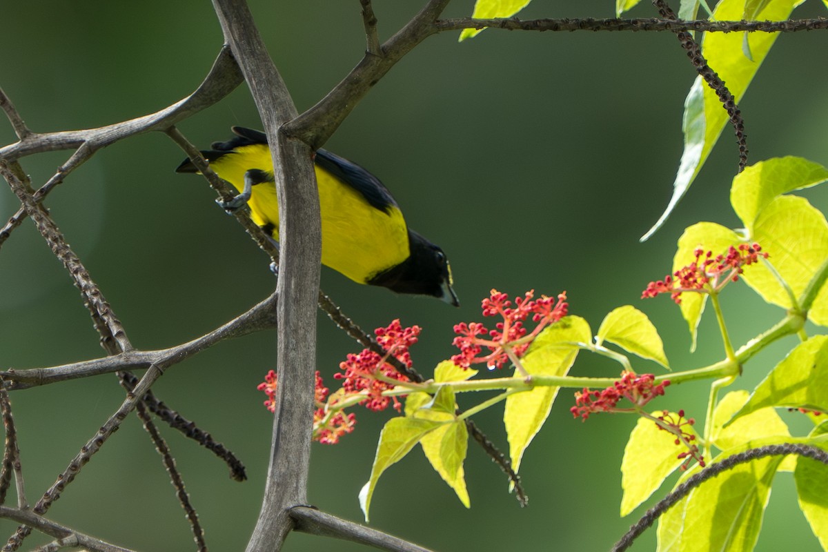 Spot-crowned Euphonia - ML644017394