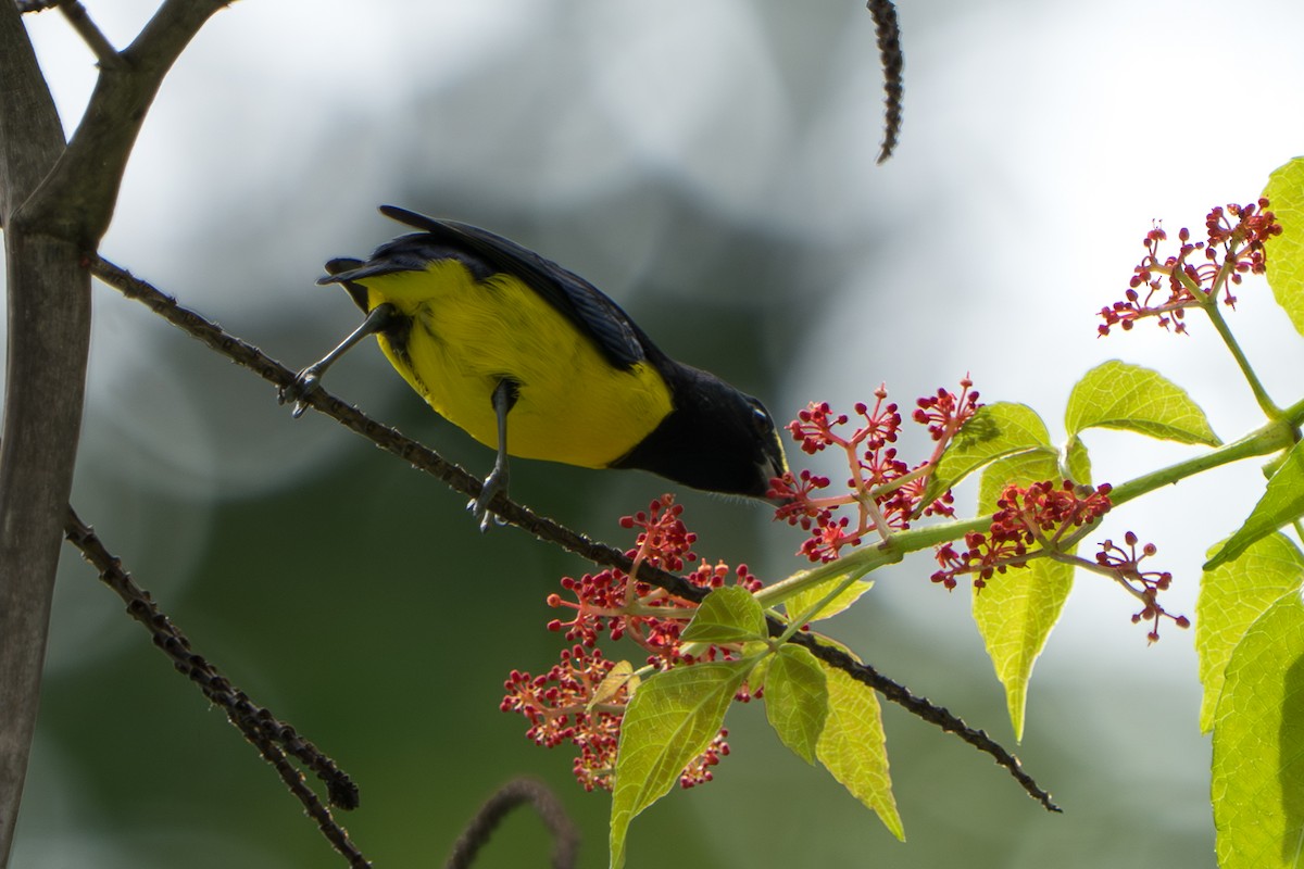 Spot-crowned Euphonia - ML644017395