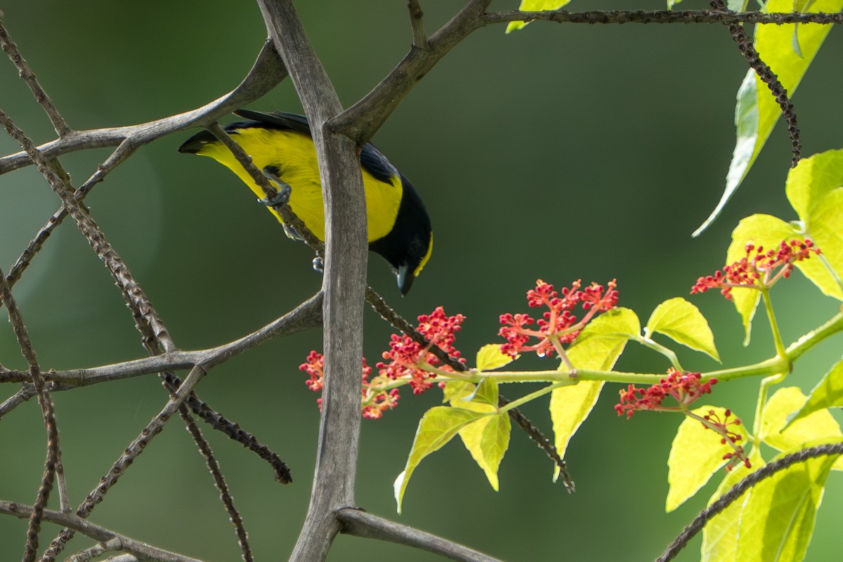 Spot-crowned Euphonia - ML644017396