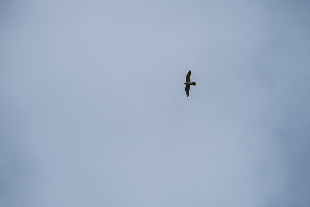 Peregrine Falcon - ML644017404