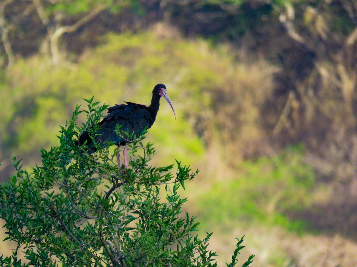 rødmaskeibis - ML644017406
