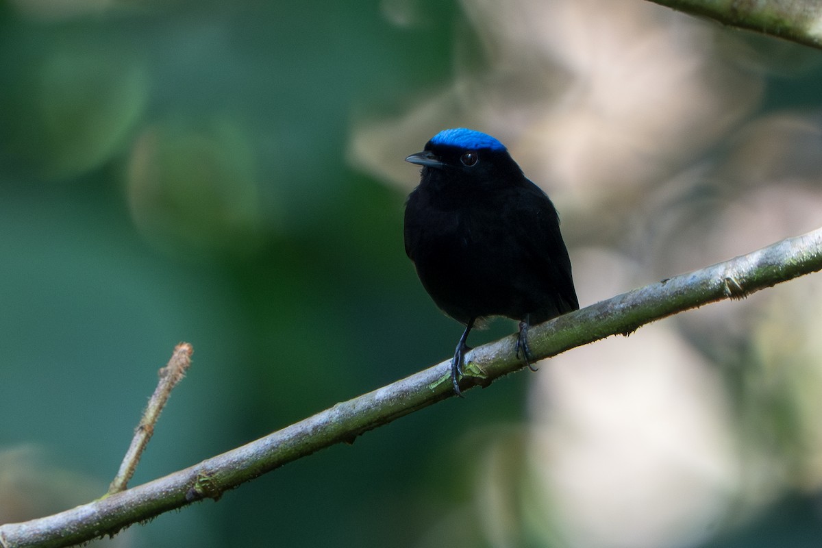 Velvety Manakin - ML644017407