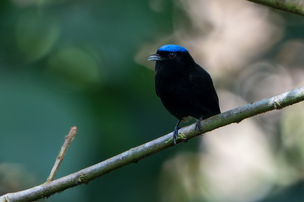 Velvety Manakin - ML644017408