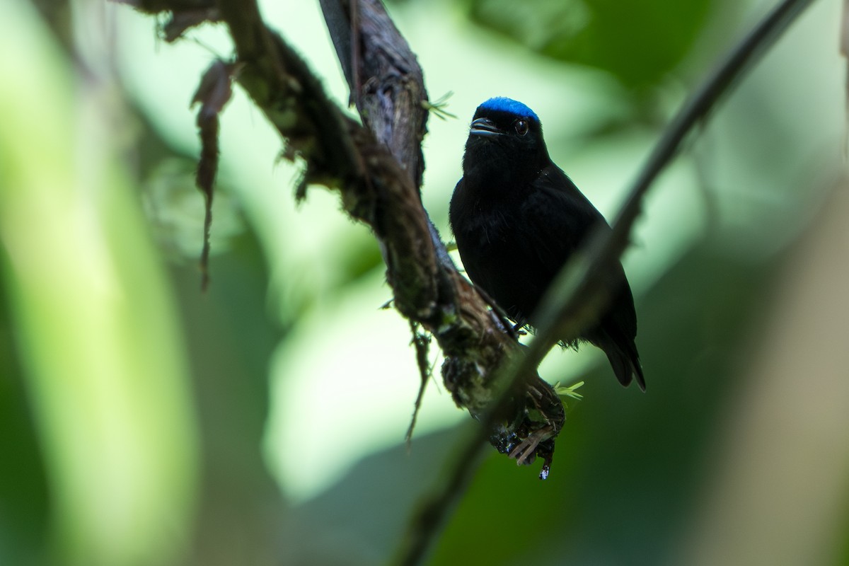 Velvety Manakin - ML644017409