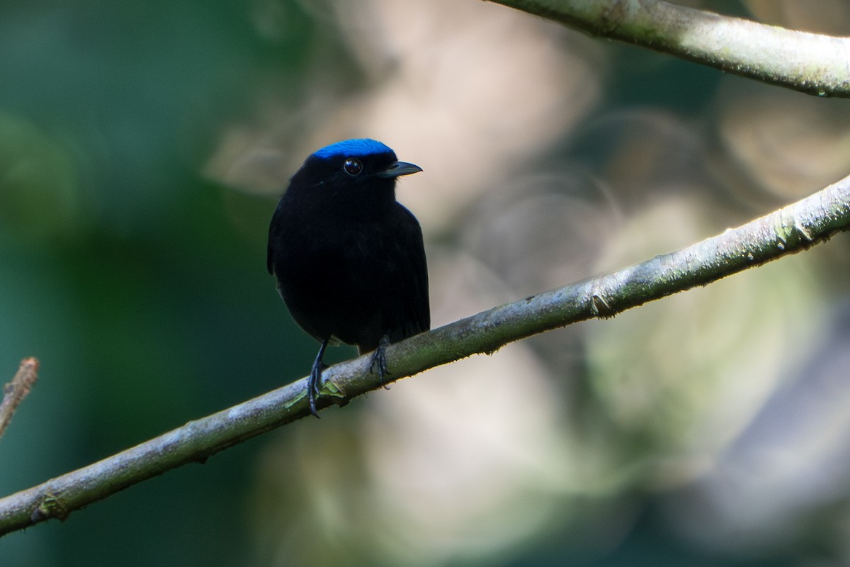 Velvety Manakin - ML644017410