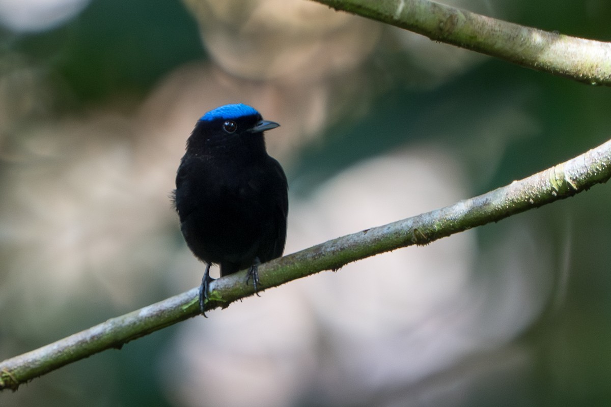 Velvety Manakin - ML644017411