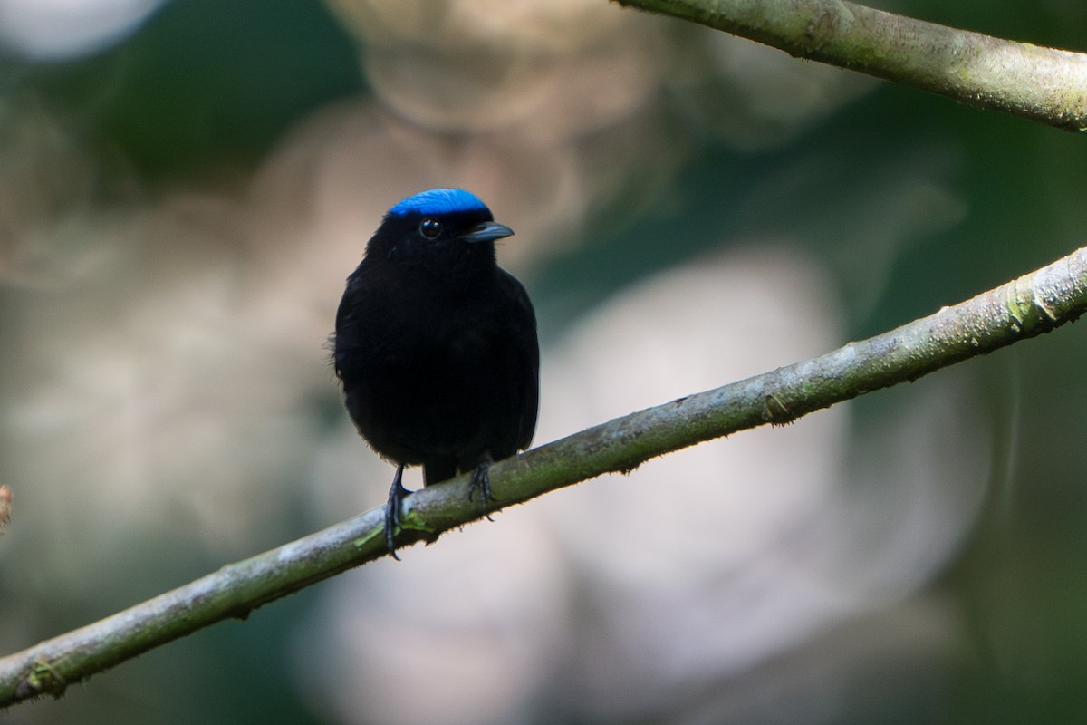Velvety Manakin - ML644017412