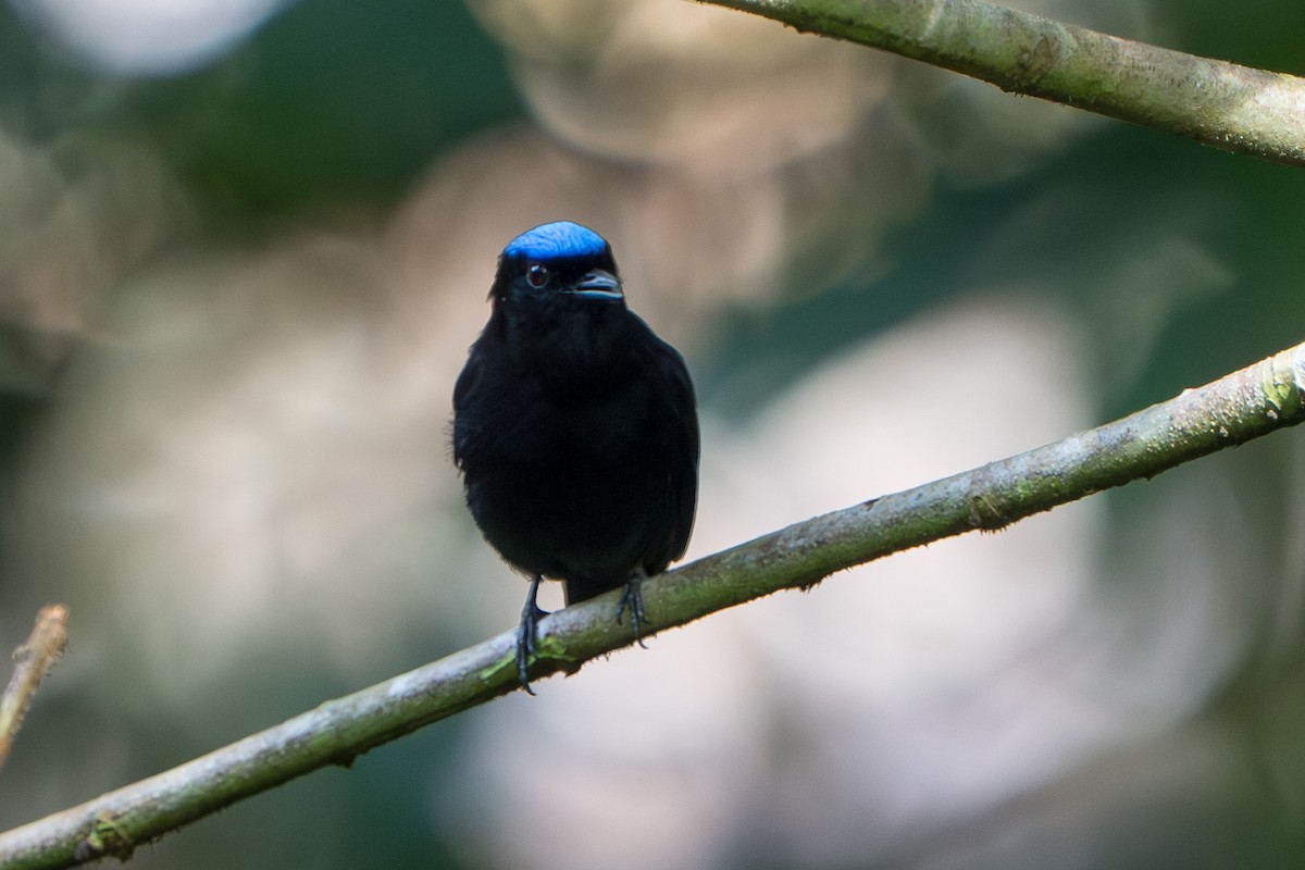 Velvety Manakin - ML644017413