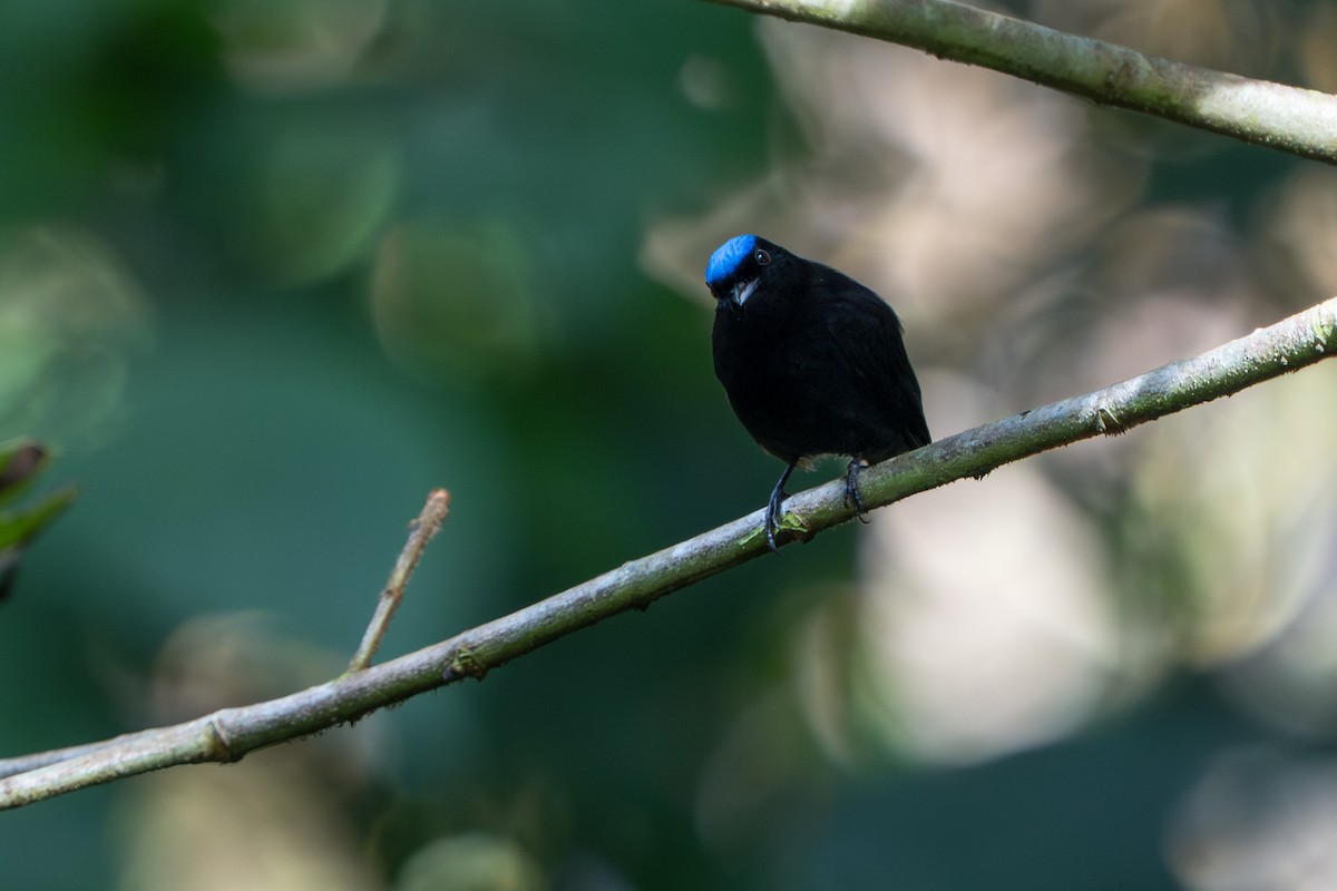 Velvety Manakin - ML644017414