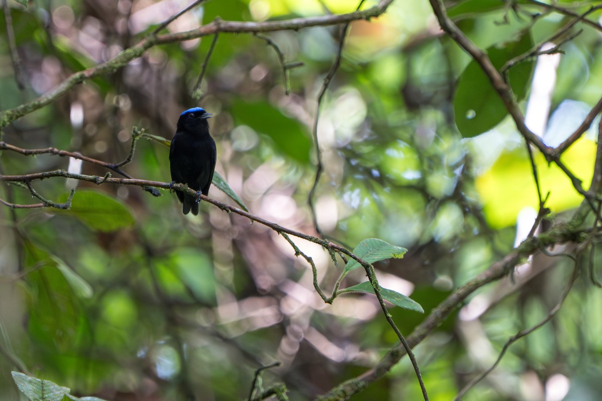 Velvety Manakin - ML644017415