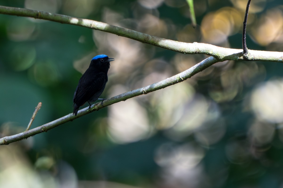 Velvety Manakin - ML644017416