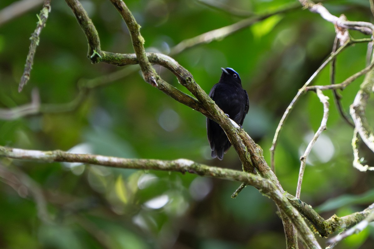 Velvety Manakin - ML644017417
