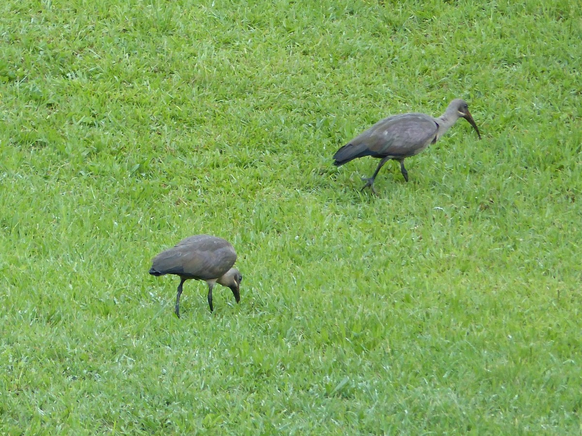 Ibis hagedash - ML644017454