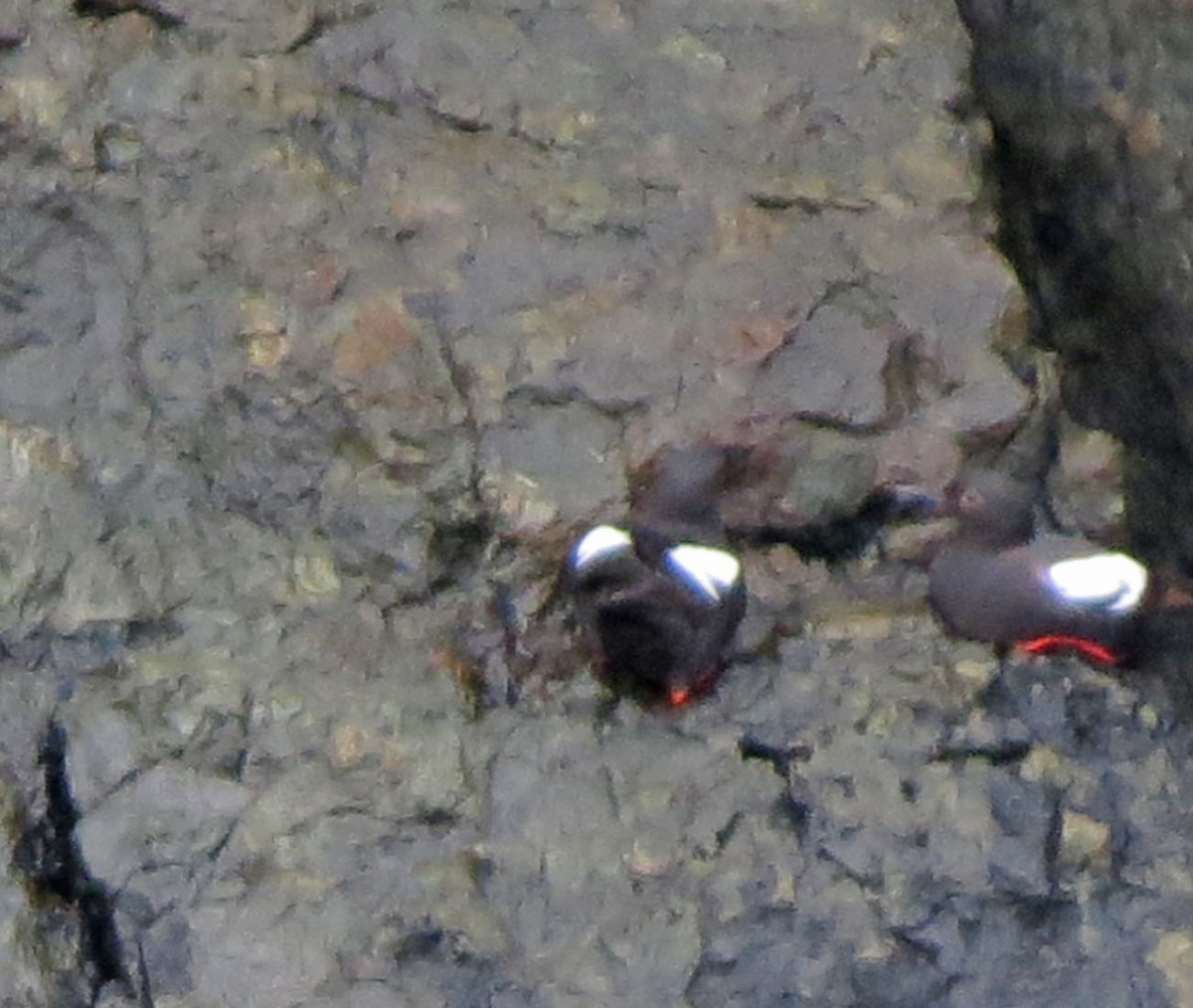 Guillemot colombin - ML644017458