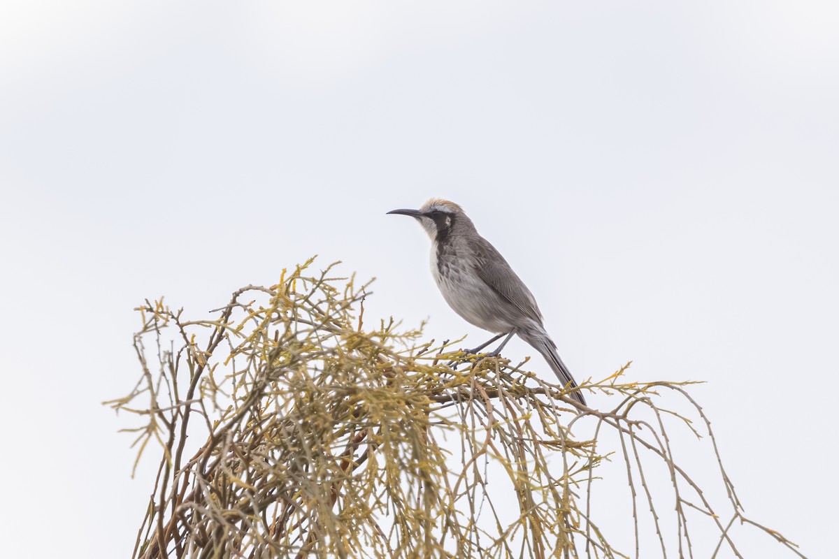 Tawny-crowned Honeyeater - ML644017464