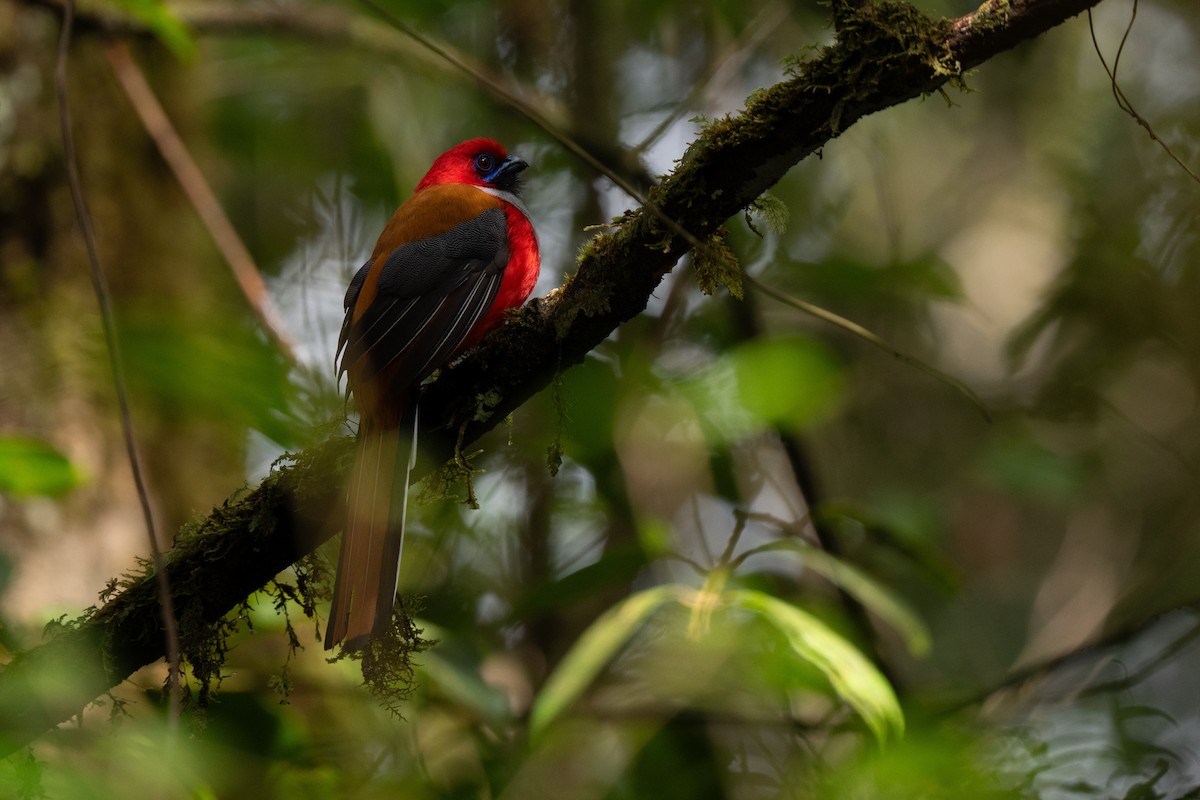 Whitehead's Trogon - ML644017481