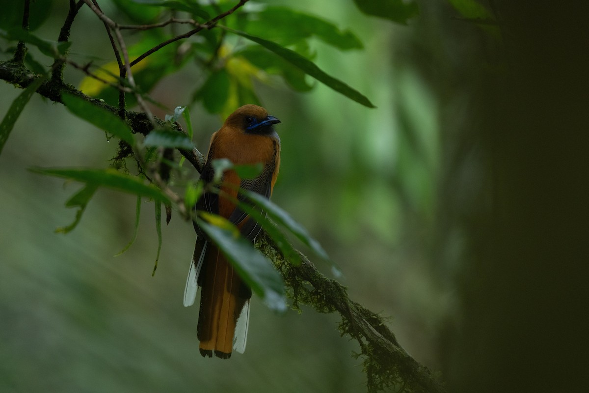 Whitehead's Trogon - ML644017485