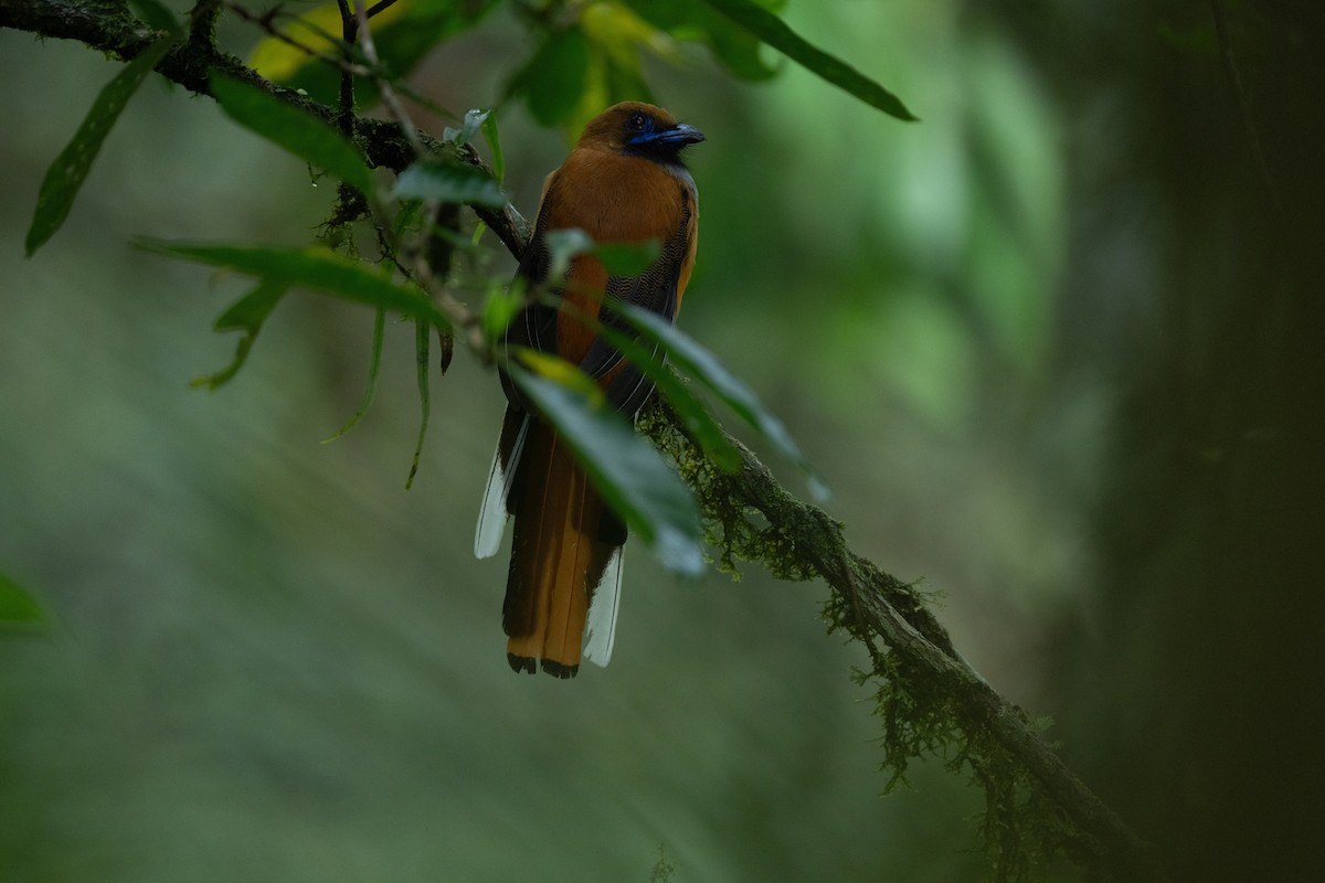 Whitehead's Trogon - ML644017486