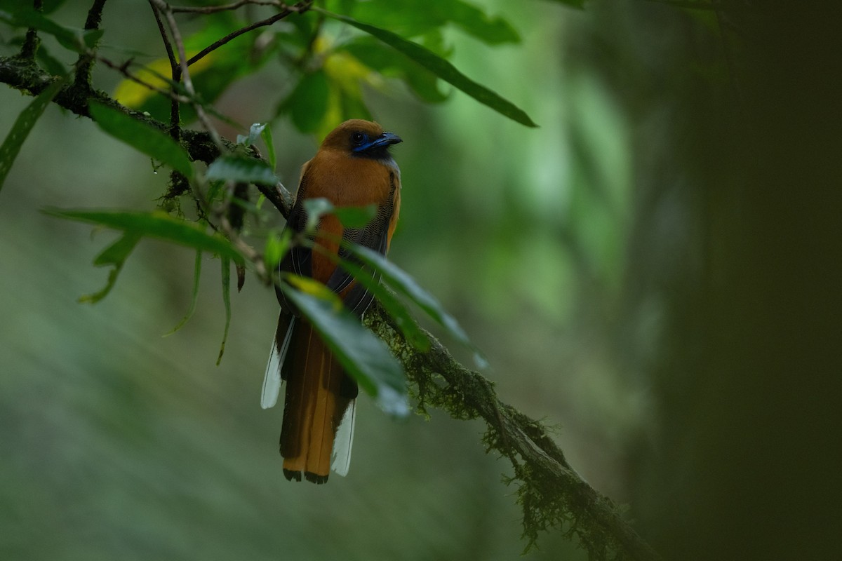 Whitehead's Trogon - ML644017487