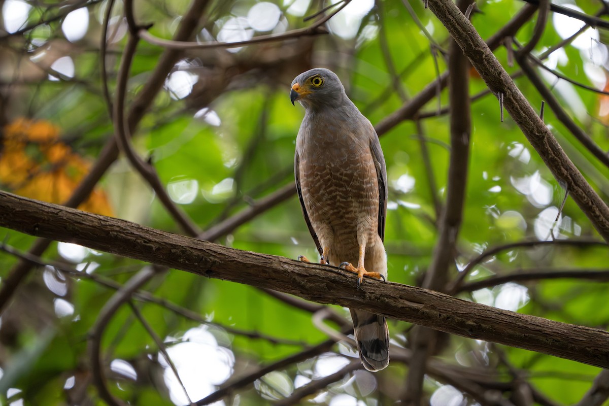Roadside Hawk - ML644017500