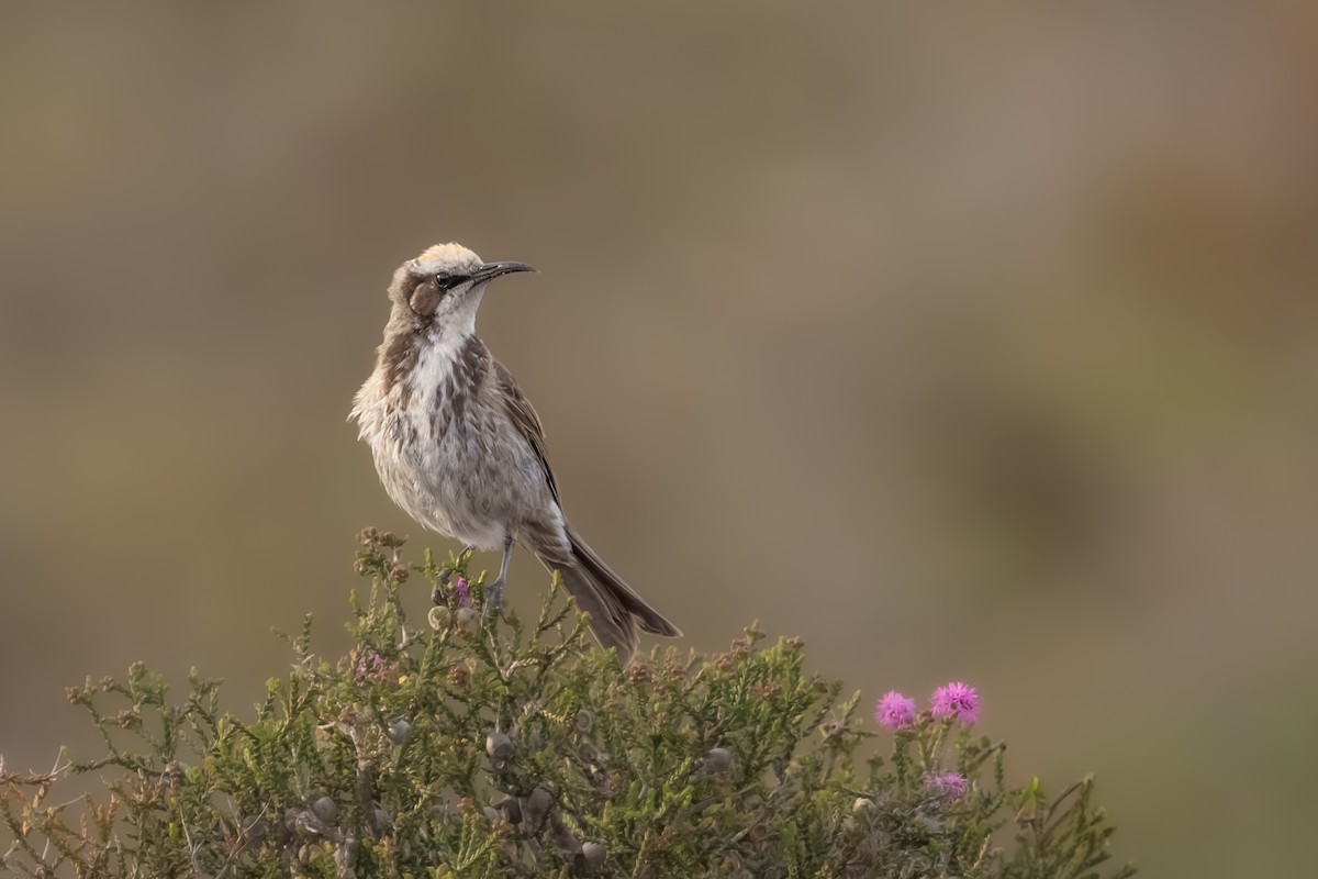 Tawny-crowned Honeyeater - ML644017509