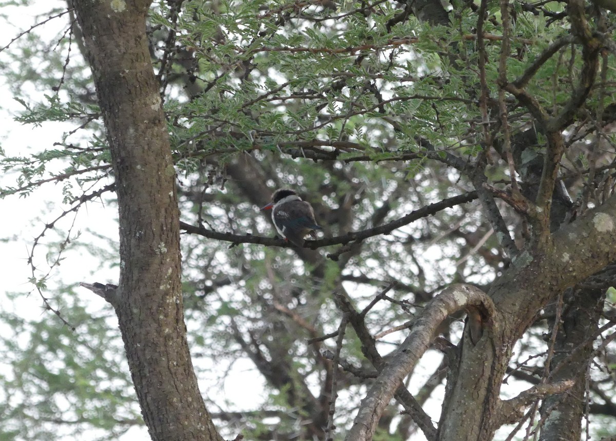 Striped Kingfisher - ML644017510