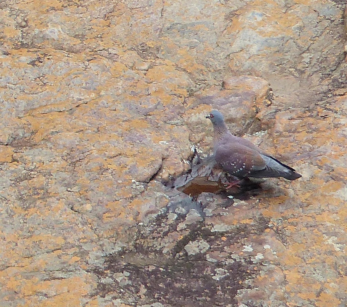 Pigeon roussard - ML644017514