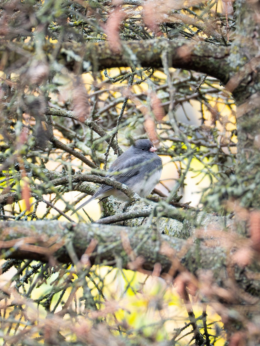 Dark-eyed Junco - ML644017526