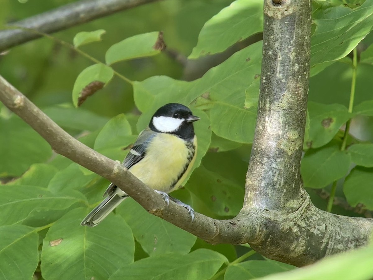 Mésange charbonnière - ML644017536