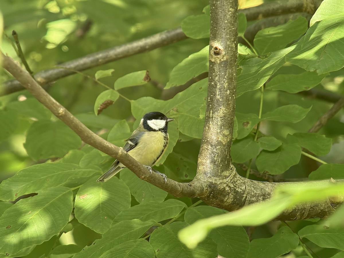 Mésange charbonnière - ML644017537