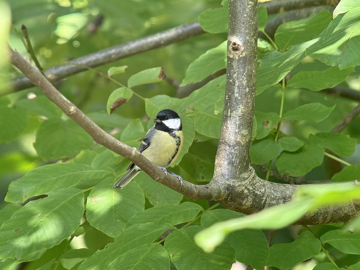 Mésange charbonnière - ML644017538