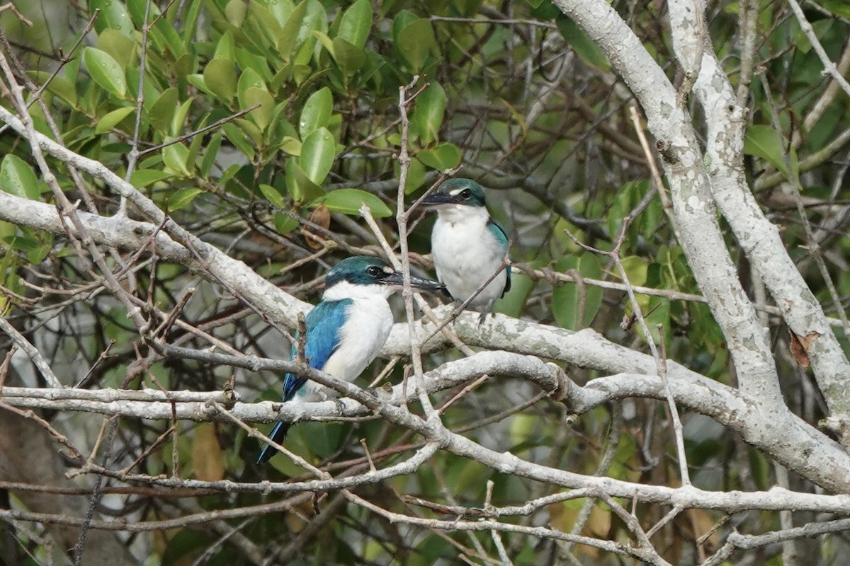 Collared Kingfisher - ML644017539