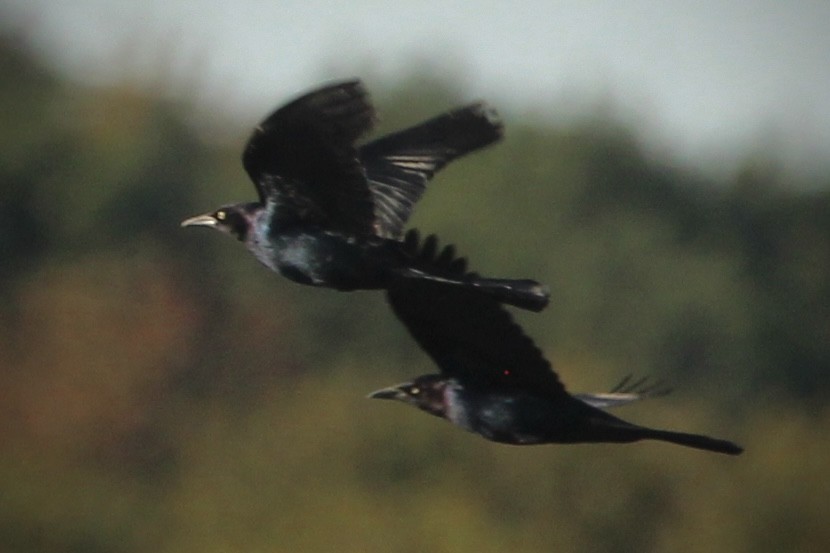 Boat-tailed Grackle - ML644017552