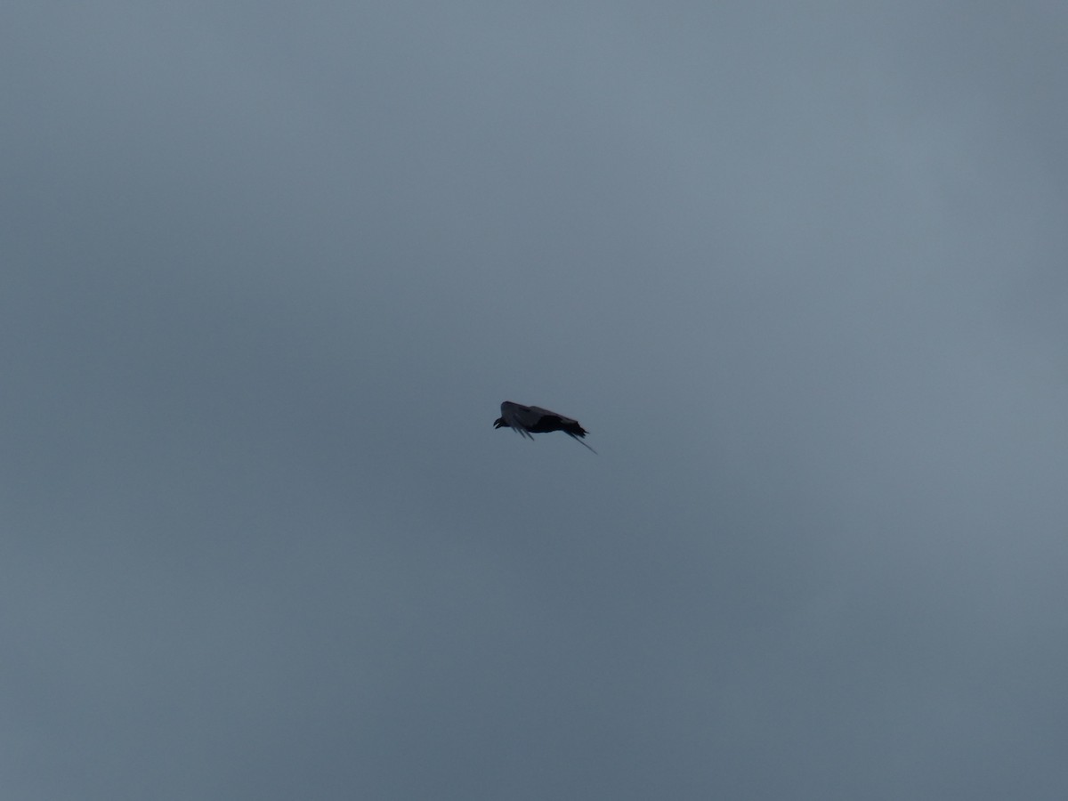 White-necked Raven - ML644017560