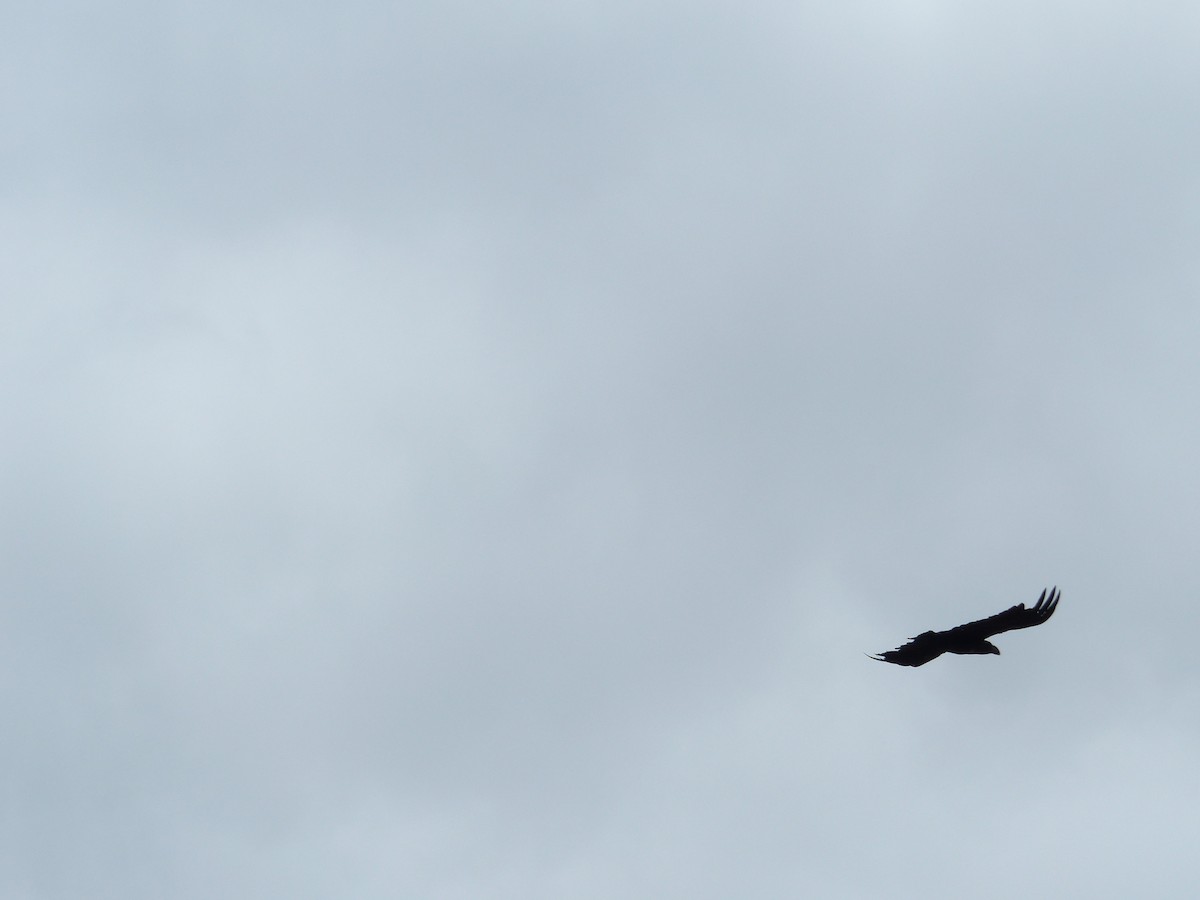 White-necked Raven - ML644017561