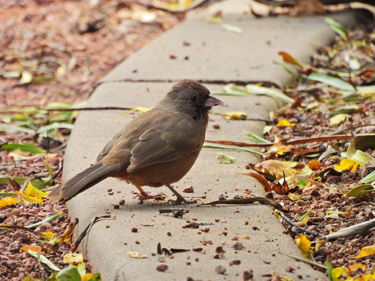 Abert's Towhee - ML644017570
