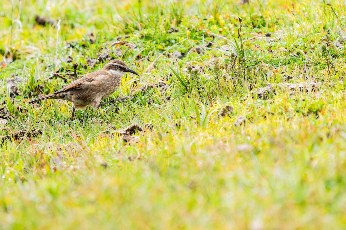 Stout-billed Cinclodes - ML644017580