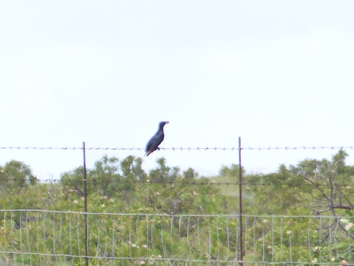 Red-winged Starling - ML644017581