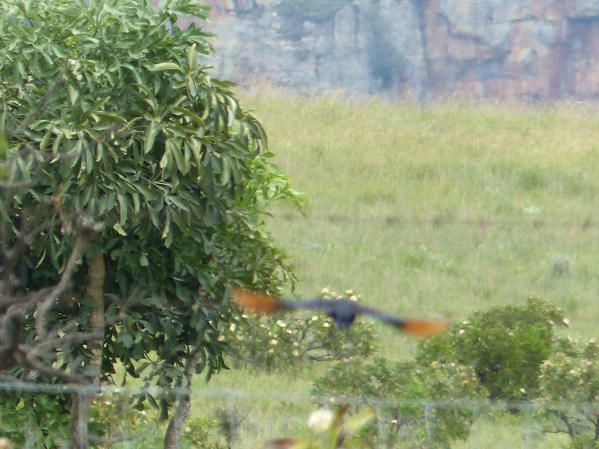 Red-winged Starling - ML644017584