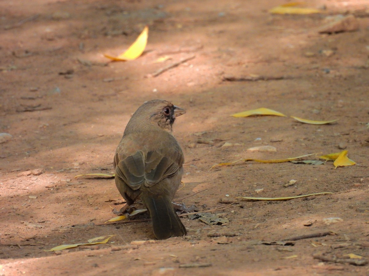 Abert's Towhee - ML644017587