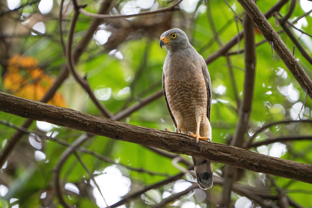 Roadside Hawk - ML644017590