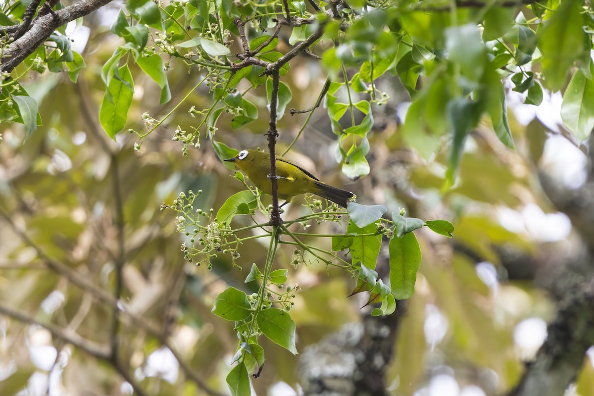 Kilimanjaro White-eye - ML644017608