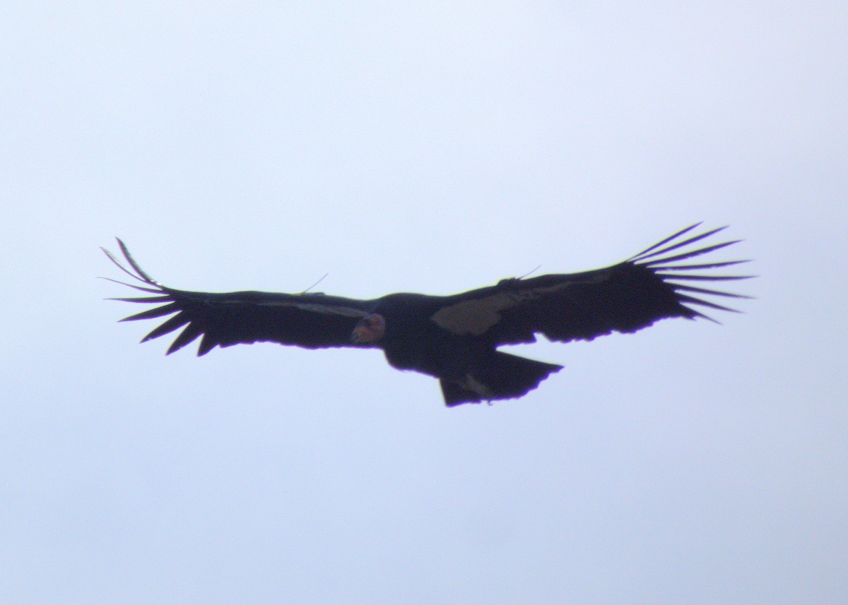 California Condor - ML644017614