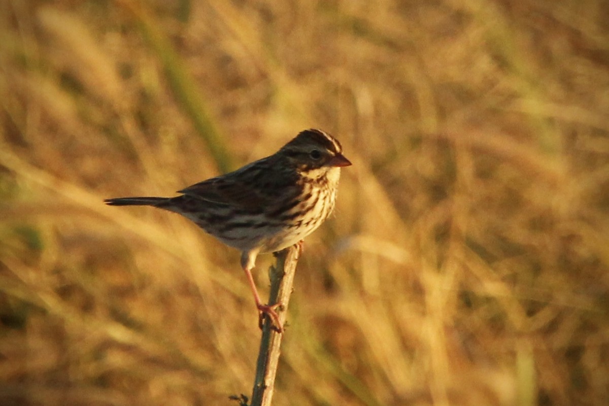 Savannah Sparrow (Savannah) - ML644017643