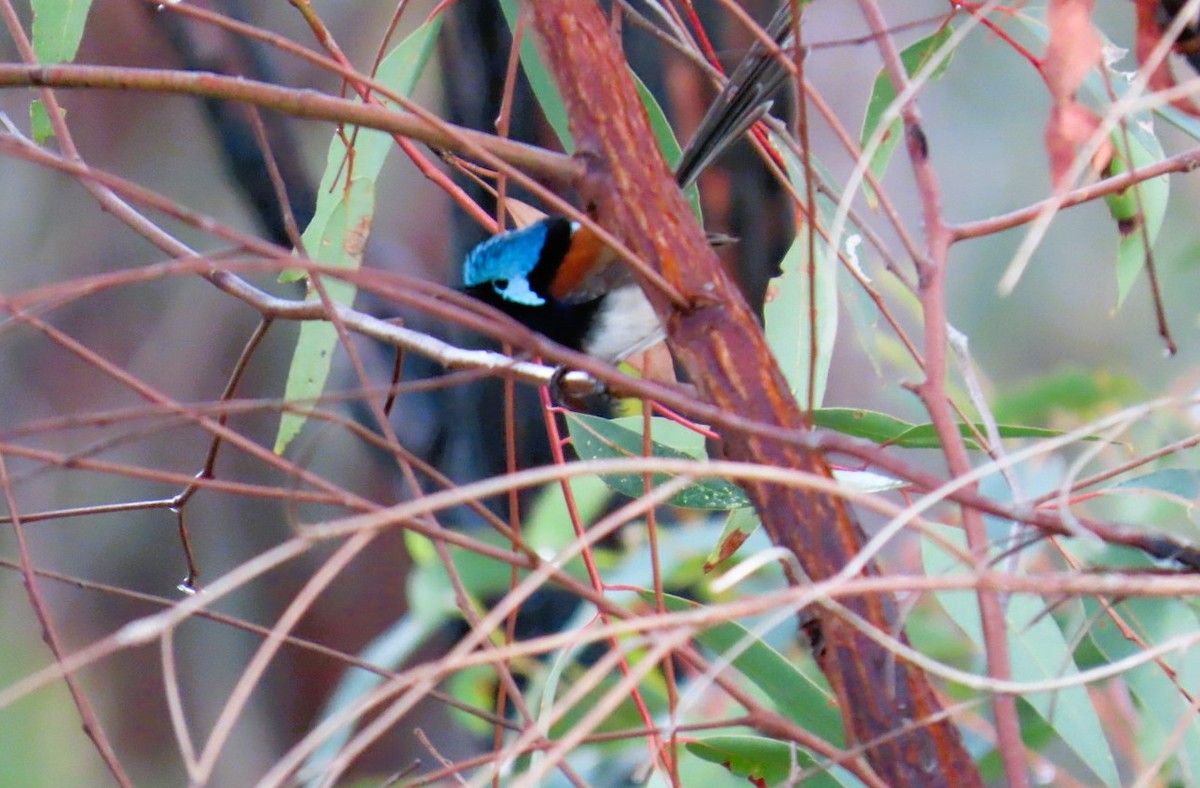Red-winged Fairywren - ML644017644