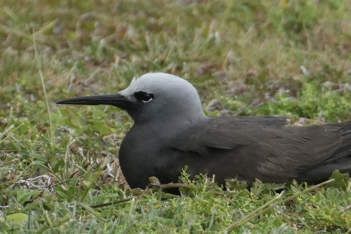 Lesser Noddy - ML644017651