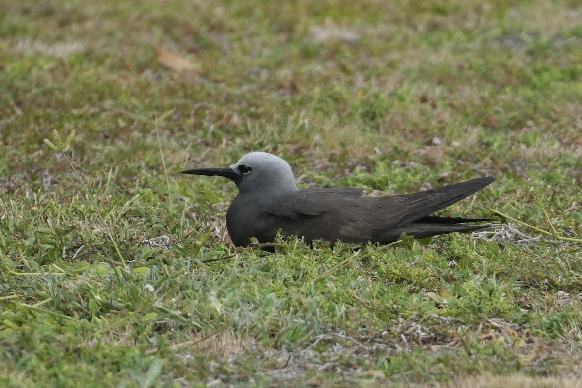 Lesser Noddy - ML644017652