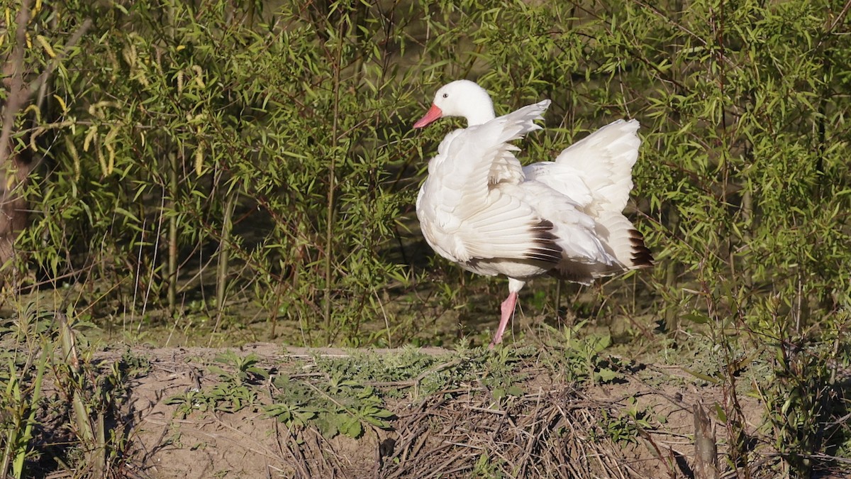 Coscoroba Swan - ML644017653